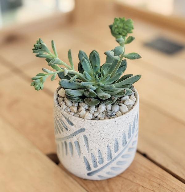 Succulent in Blue Leaf Ceramic Pot "Taylor"